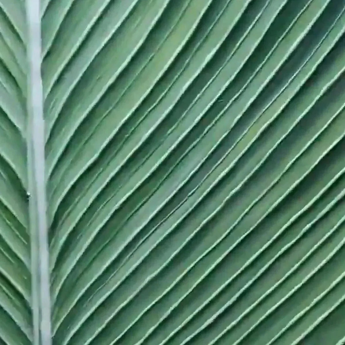 TROPICAL SERENITY: Minimalist Botanical Painting, Green Leaf Wall Art, Vertical Canvas | black frame version on white wall